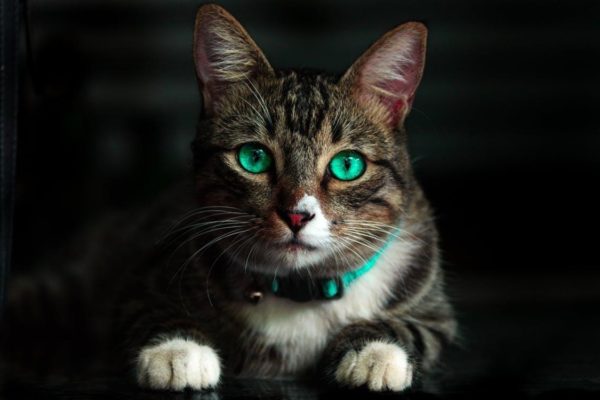 10 Interesting Facts about Cats You Might Not Know