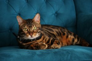 bengal breeds of cats