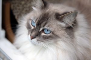 ragdoll cat