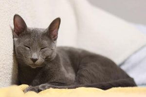 Russian Blue breeds of cats