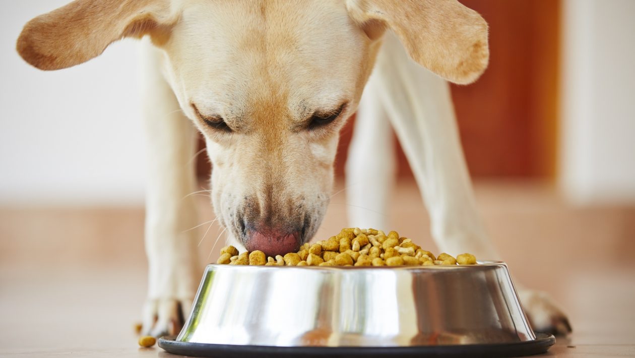 homemade dog food recipes
