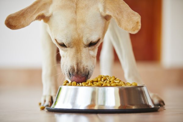 homemade dog food recipes