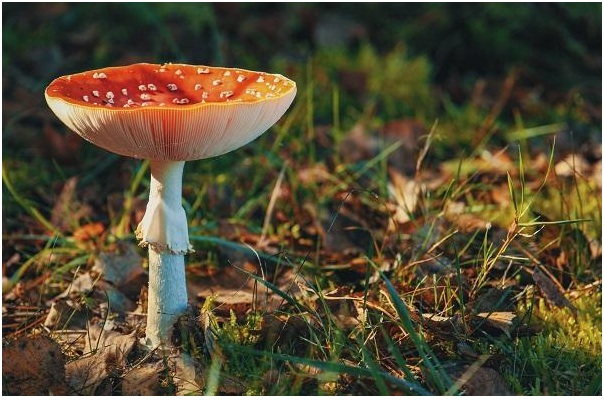 Heal your Body with Adaptogens