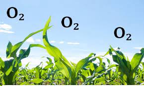 how to increase blood oxygen level