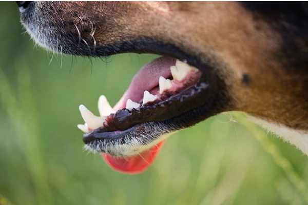 Dog’s Teeth Strong