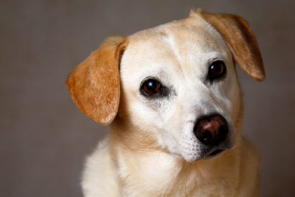 How is Trust Created in the Presence of Animals?