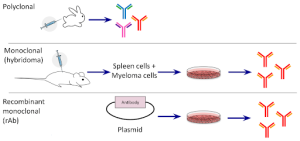 Monoclonal Antibodies