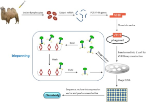 Monoclonal Antibodies1