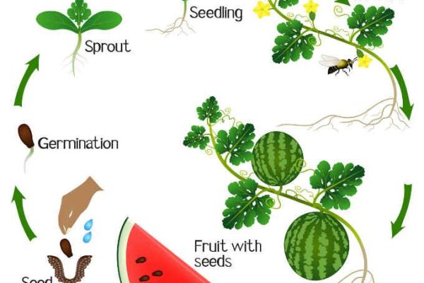 Watermelon Growing Stages
