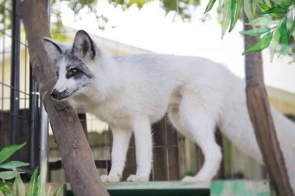 Canadian marble fox