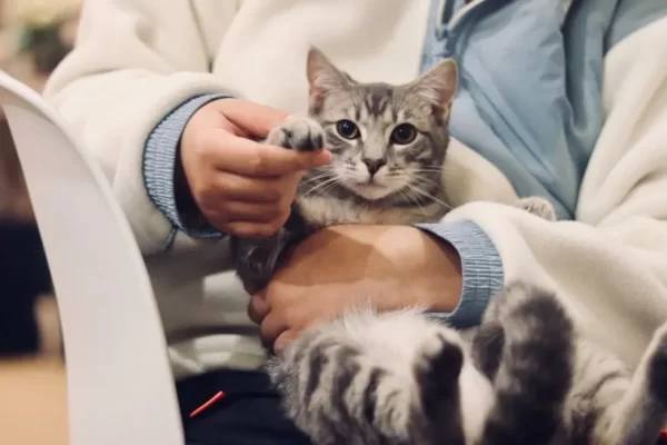 Dog Needs to Go to the Vet but I Have No Money