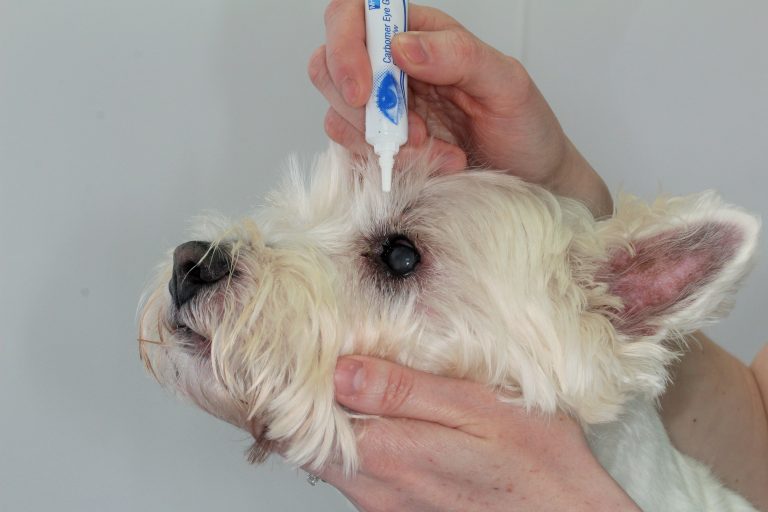 dog eye drops