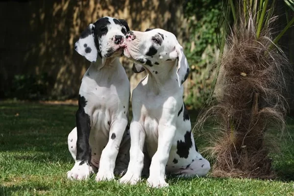 Discover the Great Dane Lifespan and Care