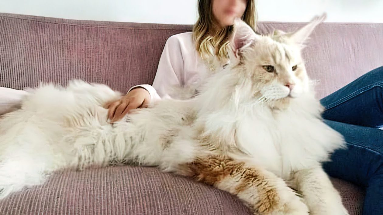 largest cat breed