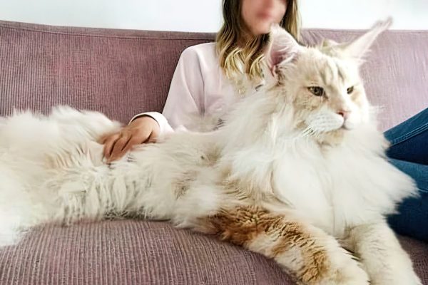largest cat breed