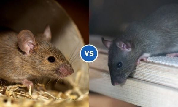 Mouse vs. Rat: Understanding the Differences and Similarities