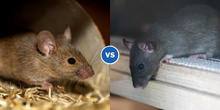 Mouse vs. Rat: Understanding the Differences and Similarities