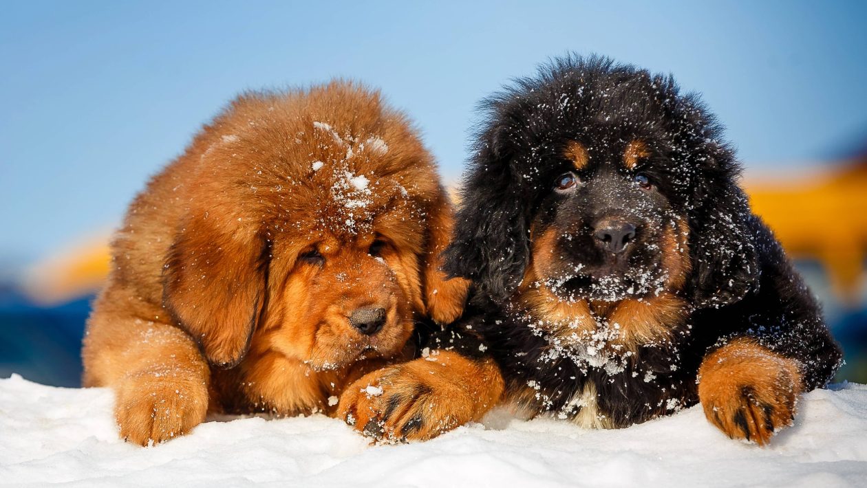 tibetan mastiff puppy