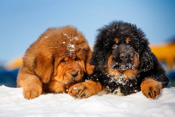tibetan mastiff puppy