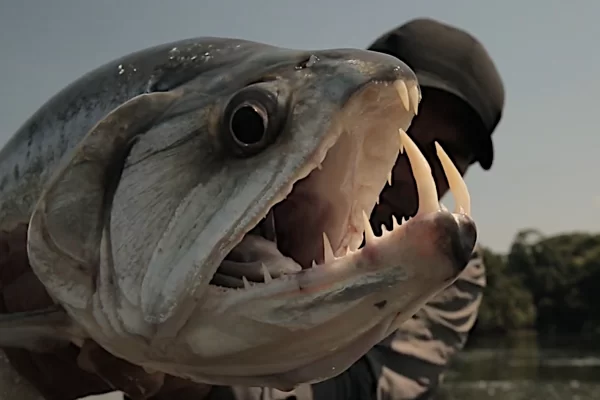 Types & Unique Characteristics of Fish with Teeth