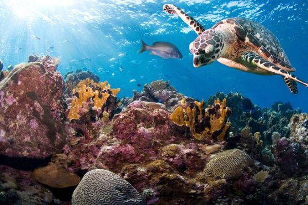 What are Turtles? Habitats of Turtles