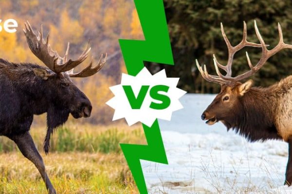 Elk vs Moose: Understanding the Differences