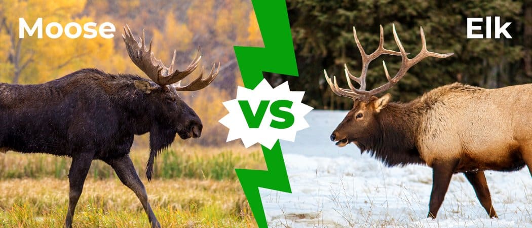 Elk vs Moose: Understanding the Differences