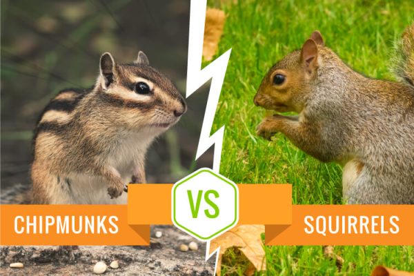 Chipmunk vs Squirrel Understanding the Differences and Similarities
