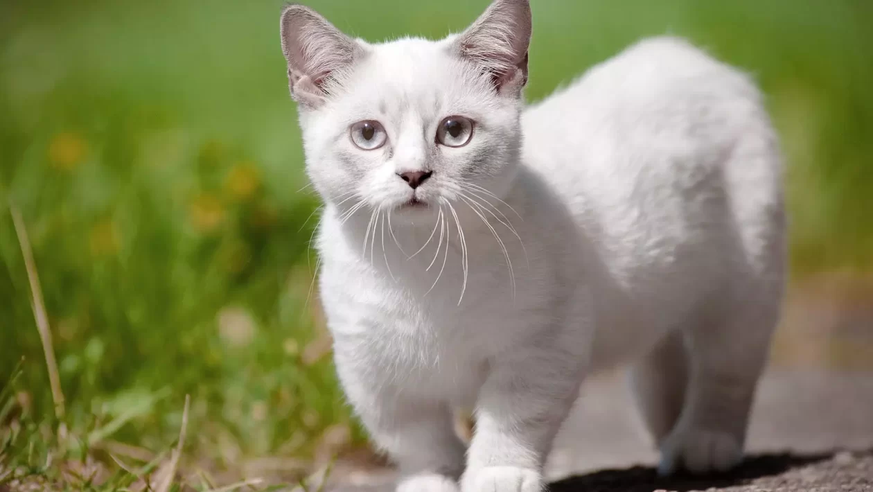 Top 7 Types of Flat-Face Cats