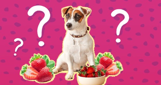 Can Dogs Eat Strawberry Yogurt