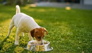 Can dogs eat Cheerios