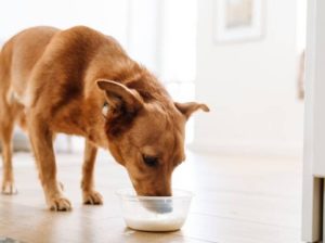 Can Dogs Have Coconut Milk