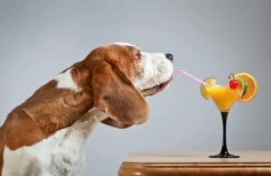 Can Dogs Have Orange Juice
